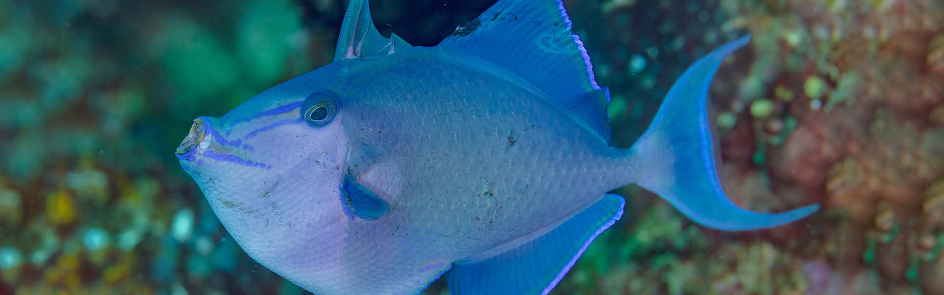 Le Baliste à Dents Rouges